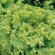 Салат Гранд Рапідс за 1 г