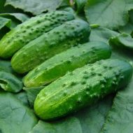 Огірок Соловей F1 за 20 нас.