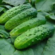 Огірок Соловей F1 за 20 нас.