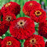 Цинія Червоні вітрила за 0,5 г