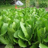 Салат Огородный гигант за 0,3 г