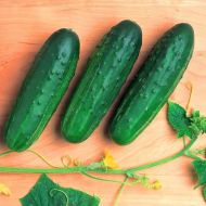 Огірок Фенікс