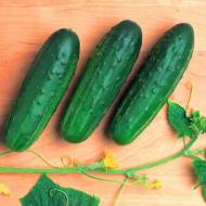 Огірок Фенікс