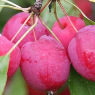 Саженец Яблоня Долго (райское яблоко)