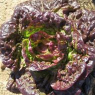 Салат Чотири сезони