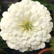 Цинія карликова Біла за 0,2 г