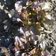 Салат Лель за 1 г