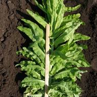 Салат Аист за 1 г