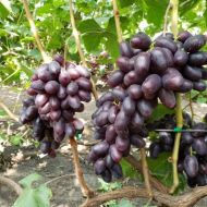 Саджанець Виноград Рембо