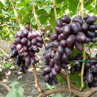 Саженец Виноград Рембо