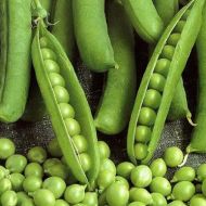 Горох Сахарный