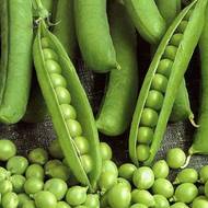 Горох Сахарный