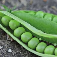 Горох Ланковий за 20 г