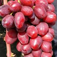 Саженец Виноград Казанова