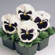 Віола Контрастер Дворічна за 0,05 г