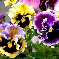 Віола Рококо за 0,05 г