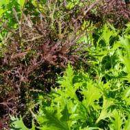 Мізуна японська салатна суміш за 0,5 г