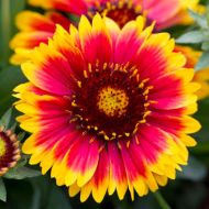 Гайлардія за 0,2 г