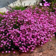 Гіпсофіла багаторічна рожева за 0,1 г