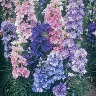 Дельфініум однорічний за 0,1 г