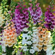 Дигіталіс (наперстянка) за 0,1 г