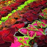 Колеус за 0,02 г