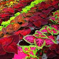 Колеус за 0,02 г