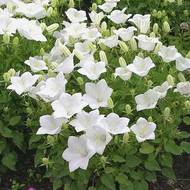 Дзвіночок Карпатський білий за 0,01 г