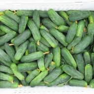 Огірок Гектор F1