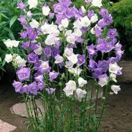 Дзвіночок персиколистий суміш за 0,01 г