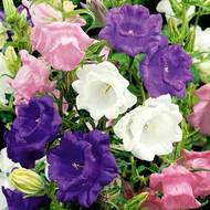 Дзвіночок середній махровий суміш за 0,03 г