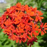 Ліхніс за 0,1 г