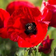 Мак східний за 0,1 г