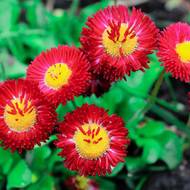 Маргаритка Червона куля за 0,03 г