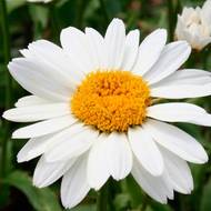 Королиця Камілла за 0,15 г