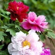 Півонія деревовидна (суміш) за 3 нас.