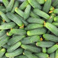 Огірок Аякс F1