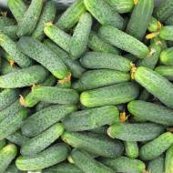 Огірок Аякс F1