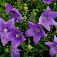 Платикодон за 0,05 г