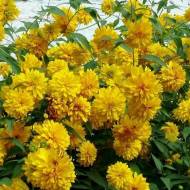 Рудбекія за 0,2 г