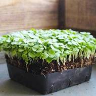 Микрозелень Базилик микс за 5 г