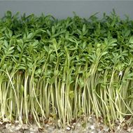 Мікрозелень Маш органічний (Боб Мунг) за 50 г