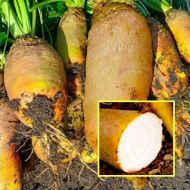 Буряк кормовий Урсус полі