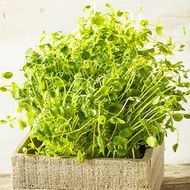 Мікрозелень Нут органічний за 50 г