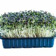 Микрозелень Капуста+Мизуна микс за 10 г