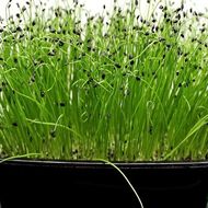 Мікрозелень Цибуля Мікс за 5 г