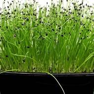 Микрозелень Лук Микс за 5 г