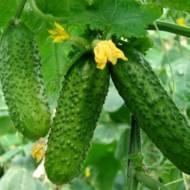 Огірок Засолочний Стандарт F1 за 0,5 г