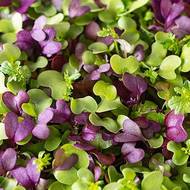 Мікрозелень Салат Мікс за 10 г