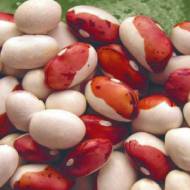 Фасоль кустовая Красная Шапочка за 20 г